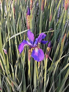 虹膜,初夏花,紫色的花