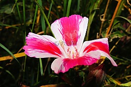 花,開花,白紅