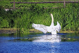 天鵝,池塘,白