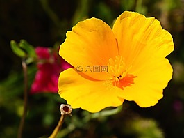 花,開花,黃色