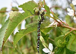 蜻蜓,動物,昆蟲