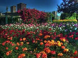 伊斯坦布爾,景觀,鮮花