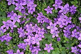 campanules,鮮花,紫色