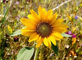 太陽(yáng)花,開(kāi)花,關(guān)閉