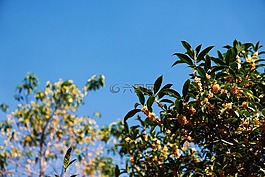 春,葉子,鮮花