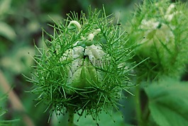 毛花,尖刺,绿色