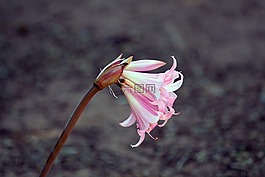 百合,粉紅色,白