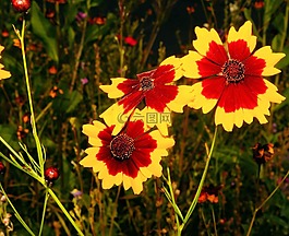花,鮮花,黃色紅色