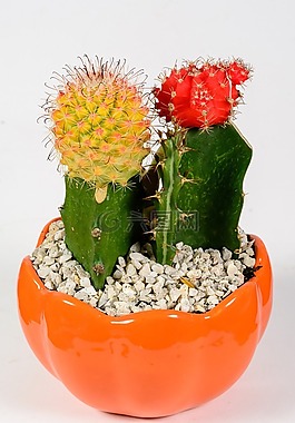 仙人掌,脊柱,植物區(qū)系
