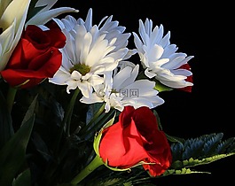 白色 daisys,紅玫瑰,花的