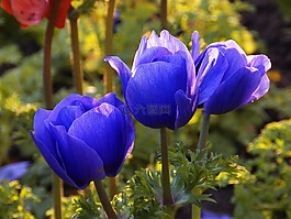 花,藍(lán)色,性質(zhì)