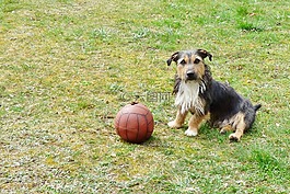 小狗,動物,狗