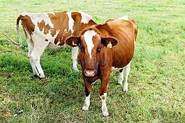 奶牛,幼畜,農(nóng)業(yè)