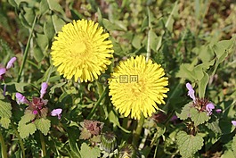 苦苣菜,雜草,藥用植物