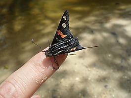 性質,動物,手指