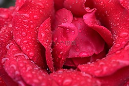 玫瑰,紅玫瑰,開花