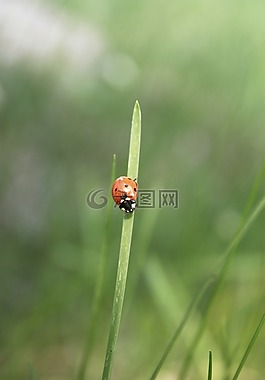 瓢蟲,昆蟲,甲蟲