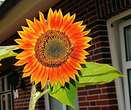太陽(yáng)花,開(kāi)花,夏季