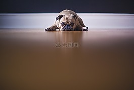 帕格,狗,小狗
