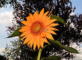 太陽花,開花,夏季