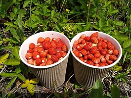 野草莓,莓果,草莓
