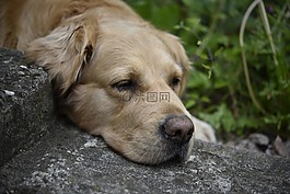 狗,寵物,金毛獵犬