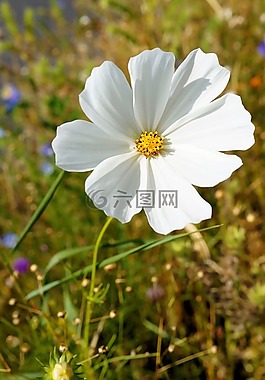 開花,花,白