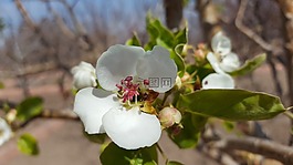 春,樹,花卉