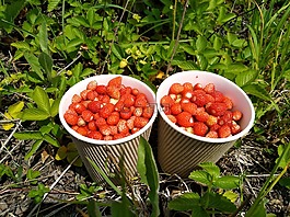 野草莓,莓果,草莓