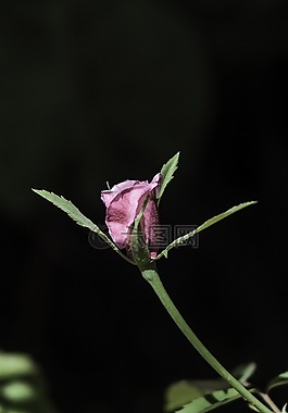 羅莎,花卉,性質(zhì)