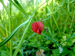 紅色,花,綠色