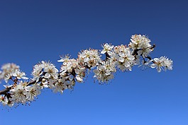 春天,花,春天的花朵