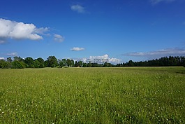 地平線,草,景觀