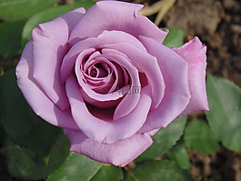 玫瑰,花瓣,綠色