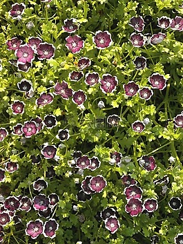 nemophila,佩妮黑色,春天的花朵