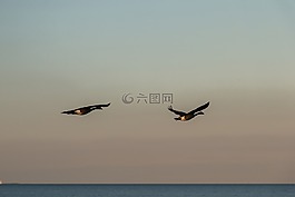 鵝,波,波羅的海