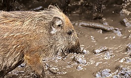野豬,動物,泥