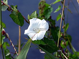 花,旋花,字段