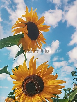 向日葵,黃色,花瓣