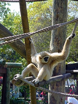 猴子,動(dòng)物園,動(dòng)物
