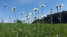 草地,夏天草地,性質(zhì)