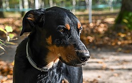 狗,交易所beauceron,動物