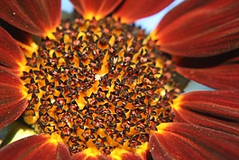 太陽花,宏,秋季