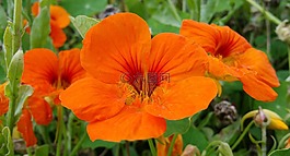 花,動(dòng)物群,花園里的花