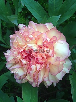 玫瑰,花,玫瑰綻放