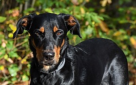 狗,交易所beauceron,動物