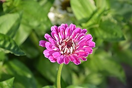 花,花瓣,粉色