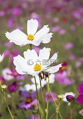鮮花,自然,花