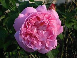rose,玫瑰花,春天