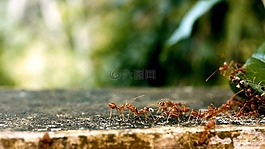 螞蟻,蟻群,團隊
